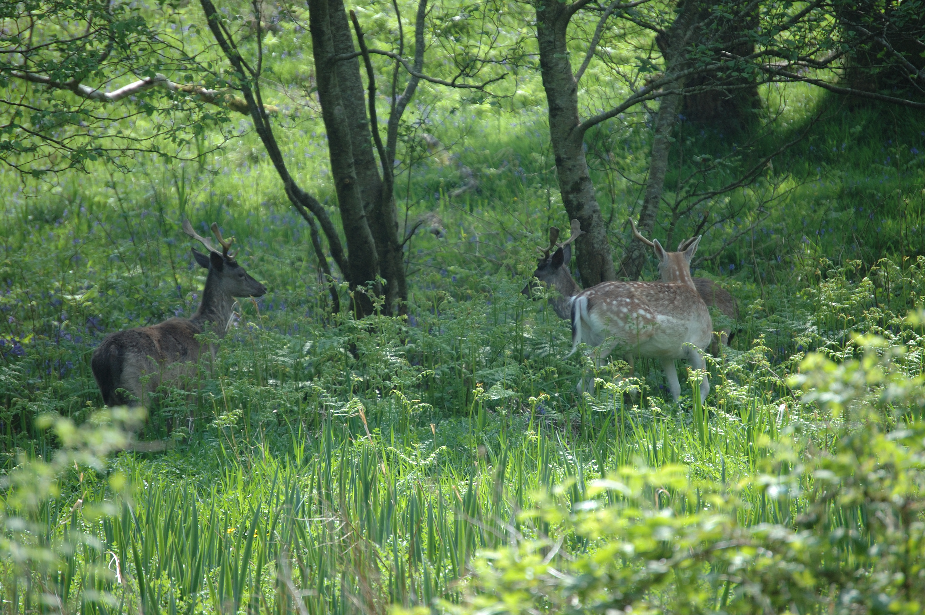 photos/wildlife/Mammal_Species/Fallow_Deer/Scotland 2008 1397.jpg
